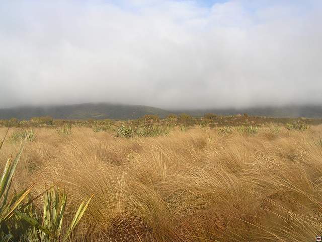 Steward Island 015.jpg